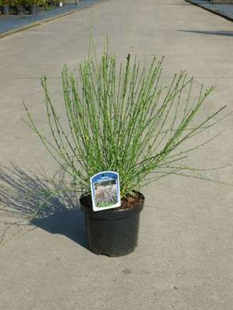 Cytisus (s) 'Moyclare Pink' - Elfenbein-Ginster 40- 60 cm Container