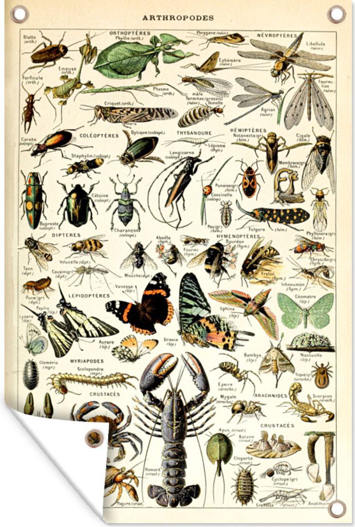 MuchoWow 40x60 cm Outdoor-Poster Gartendeko Sichtschutz Garten Poster für den Garten Tiere - Adolphe Millot - Vintage - Insekten - Kunst