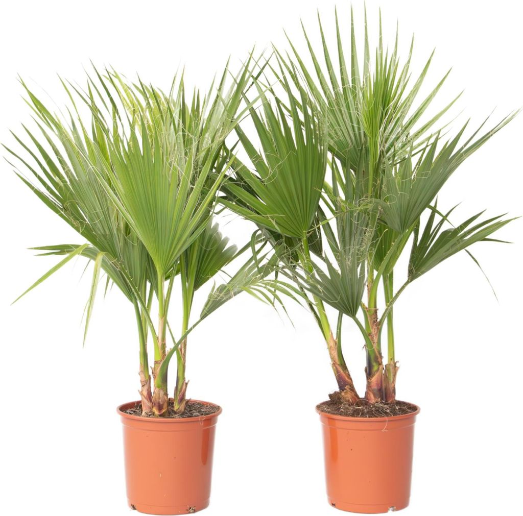 Mexikanische Fächerpalme - 2 Stk - Washingtonia robusta - Höhe 70-90cm - 21cm