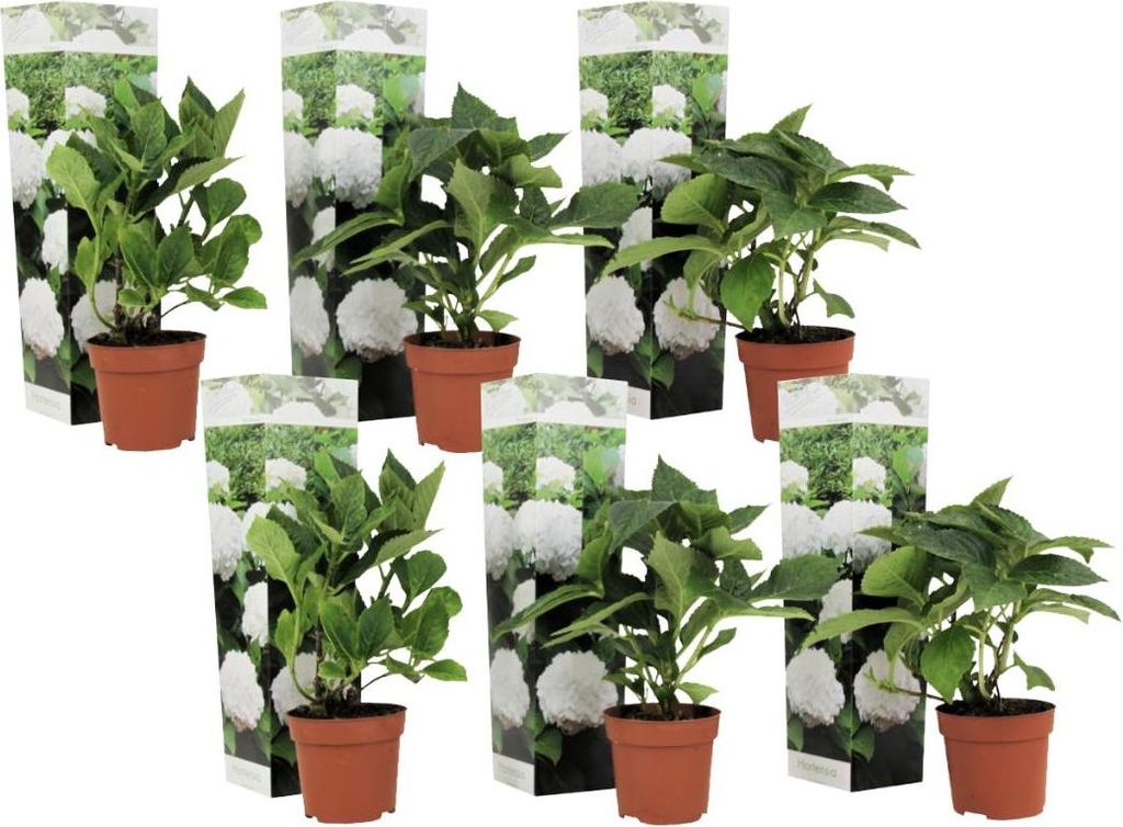 Six potted hydrangea plants are arranged in a grid formation against a white background.