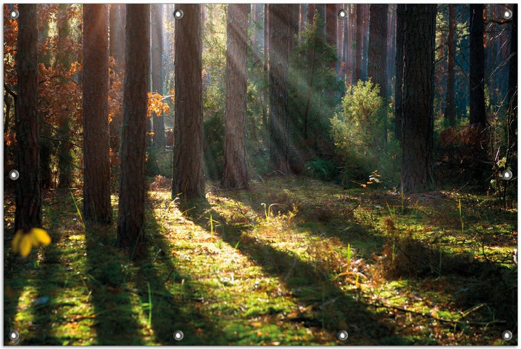 Wallario Outdoor-Poster für Garten oder Balkon, Motiv Sonnenstrahlen im Herbstwald, in ca. 100 x 150 cm