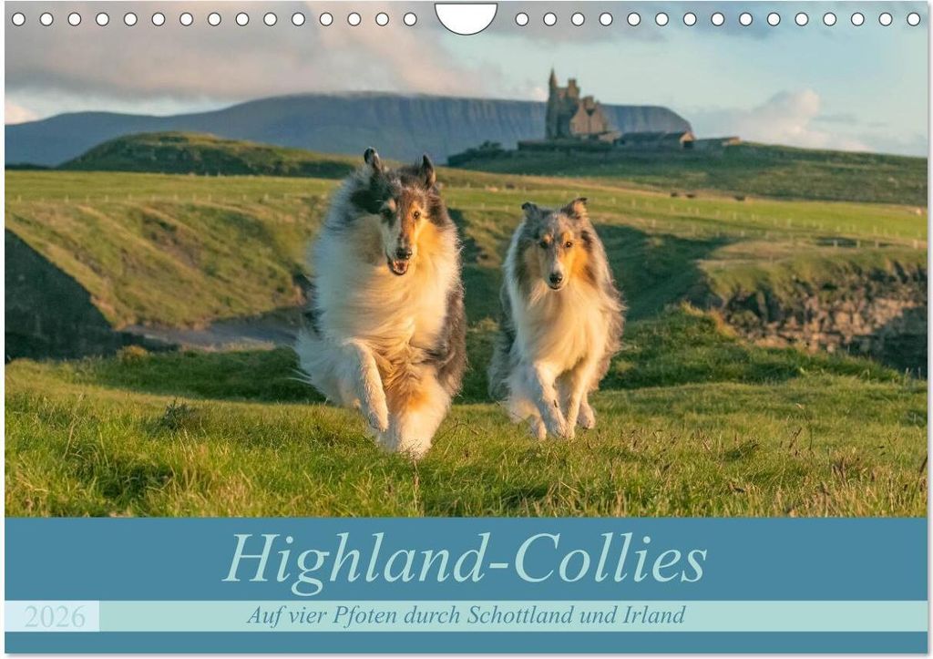 Highland-Collies - Auf vier Pfoten durch Schottland und Irland (Wandkalender 2026 DIN A4 quer), CALVENDO Monatskalender