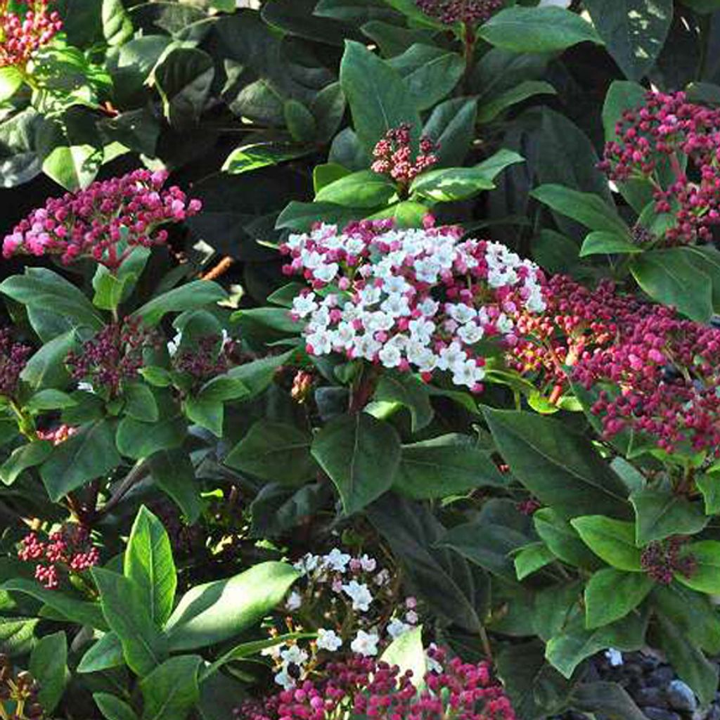 2 x  Viorne  - Viburnum tinus 'Gwenllian'  | 25-30 cm en Image du produit 