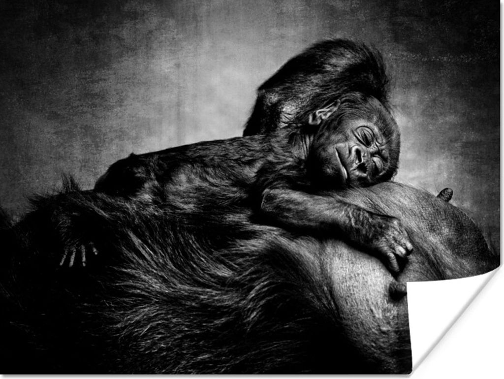 MuchoWow Poster Illustration Gorilla mit neugeborenem Baby - schwarz und weiß 120x90 cm - Wandbild