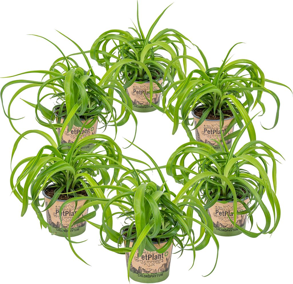 Künstliche Grünpflanze Chlorophytum Comosum – Lebensechte Deko Für Zuhause Oder Hotel