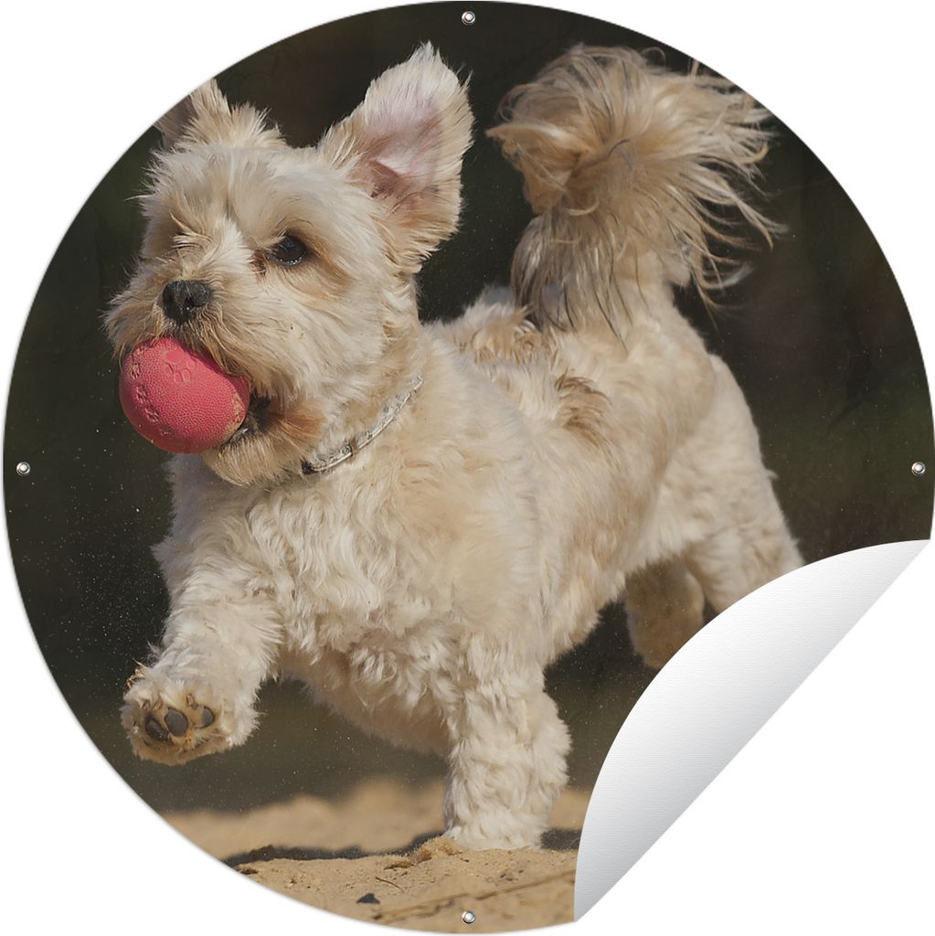 MuchoWow Gartenposter Outdoor-Poster Rund Ein Malteser mit einem roten Ball Ø 90 cm Gartendeko Rundes Poster draußen