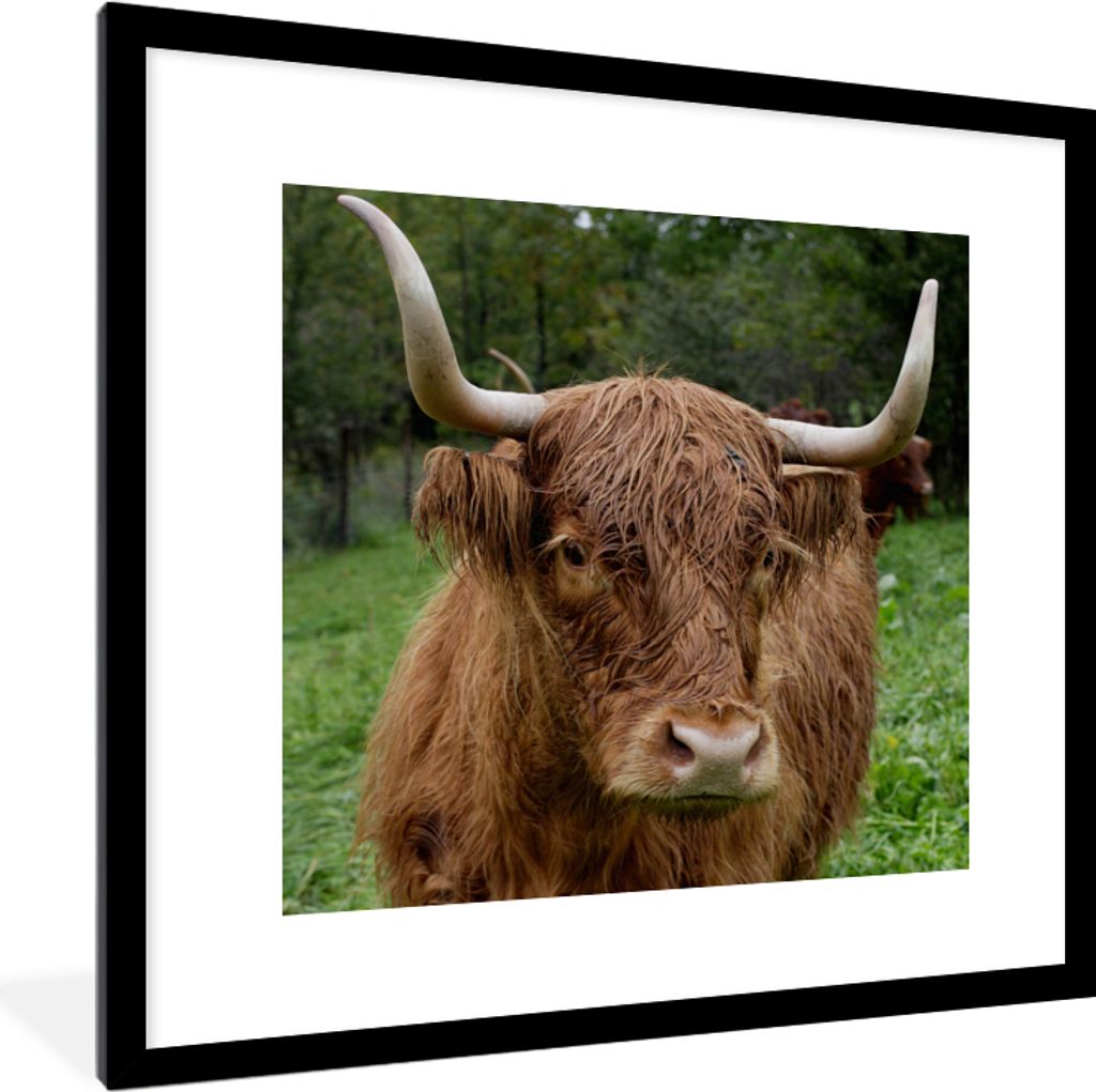 MuchoWow Gerahmtes Poster Schottische Highlander - Tiere - Gras 40x40 cm - Poster mit Schwarzem Bilderrahmen Wandposter Rahmen Foto Bilder - Post...