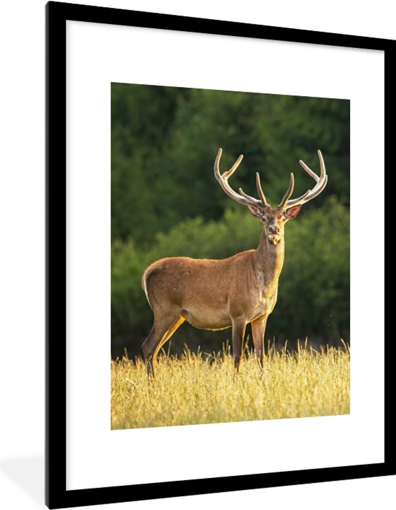 MuchoWow Gerahmtes Poster Hirsch - Geweih - Gras - Natur - Tiere - Grün 60x80 cm - Poster mit Schwarzem Bilderrahmen Wandposter Rahmen Foto Bild...