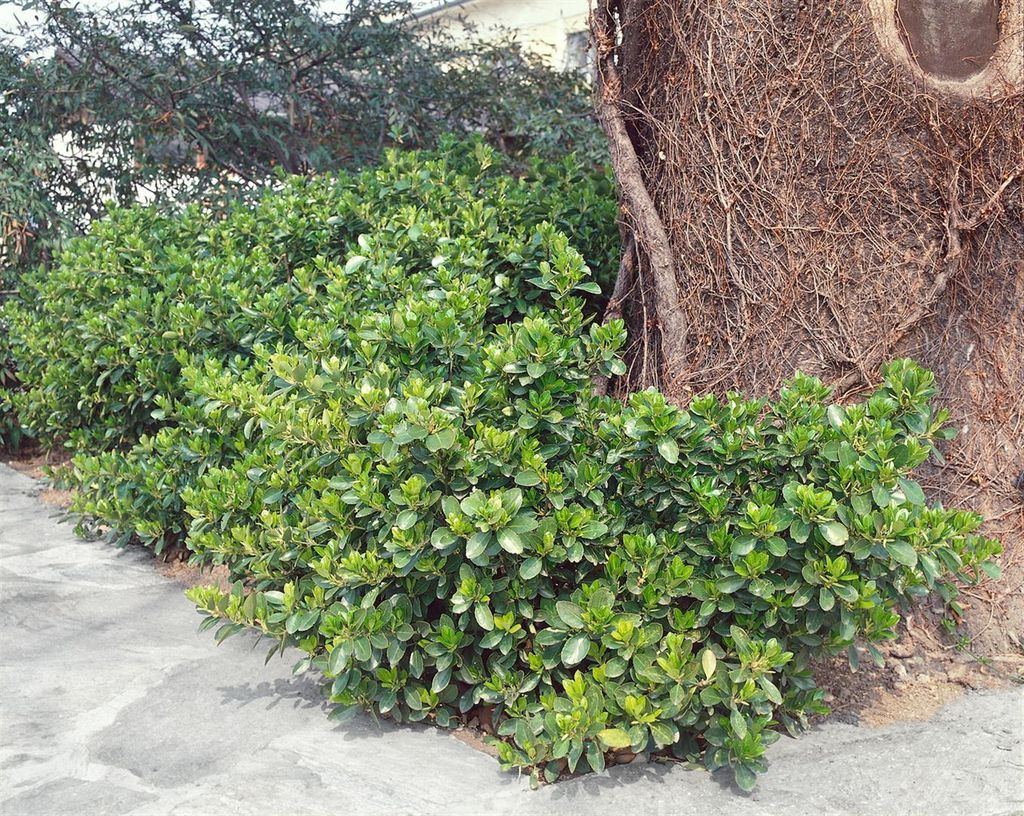 Euonymus fortunei 'Vegetus', Spindelstrauch, immergrün, 80–100 cm