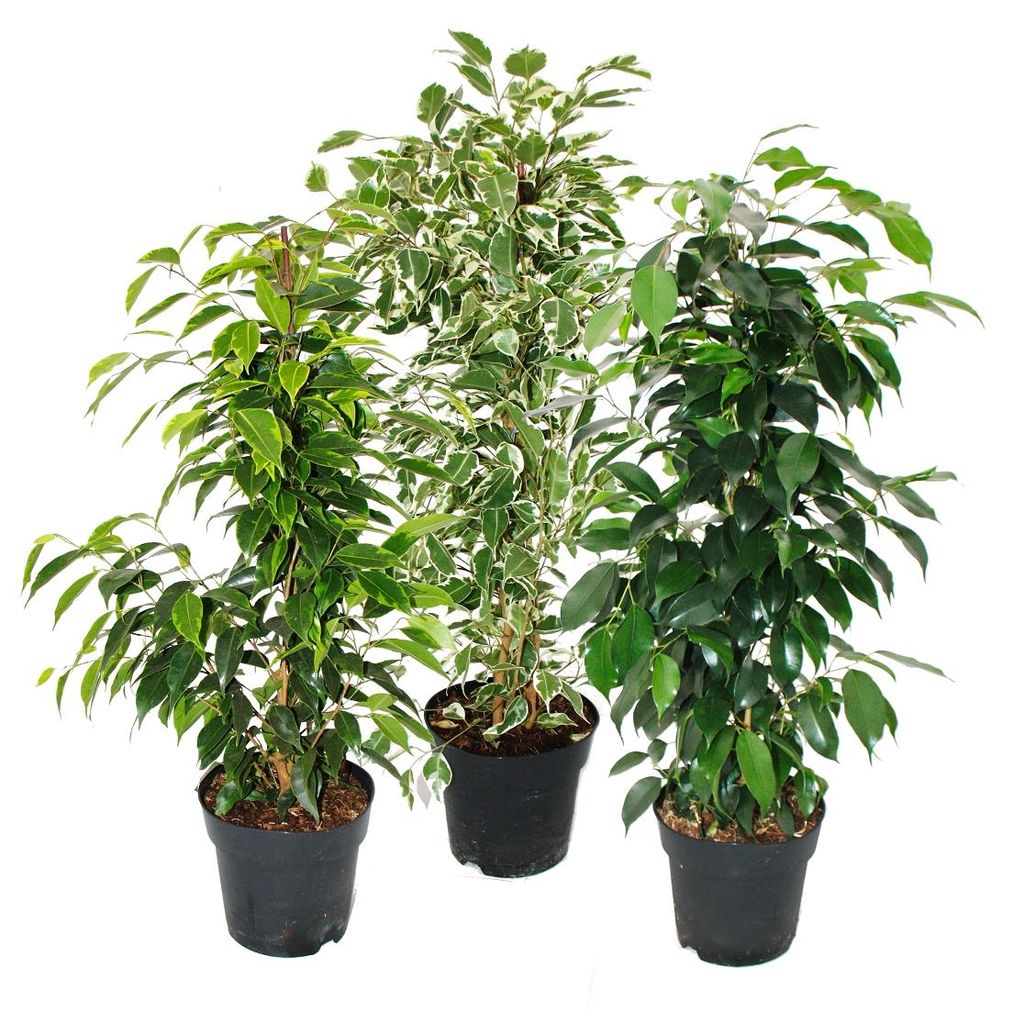 Ficus benjamini - sada 3 kusu - Anastasia - Twighlight - Obrázek produktu 