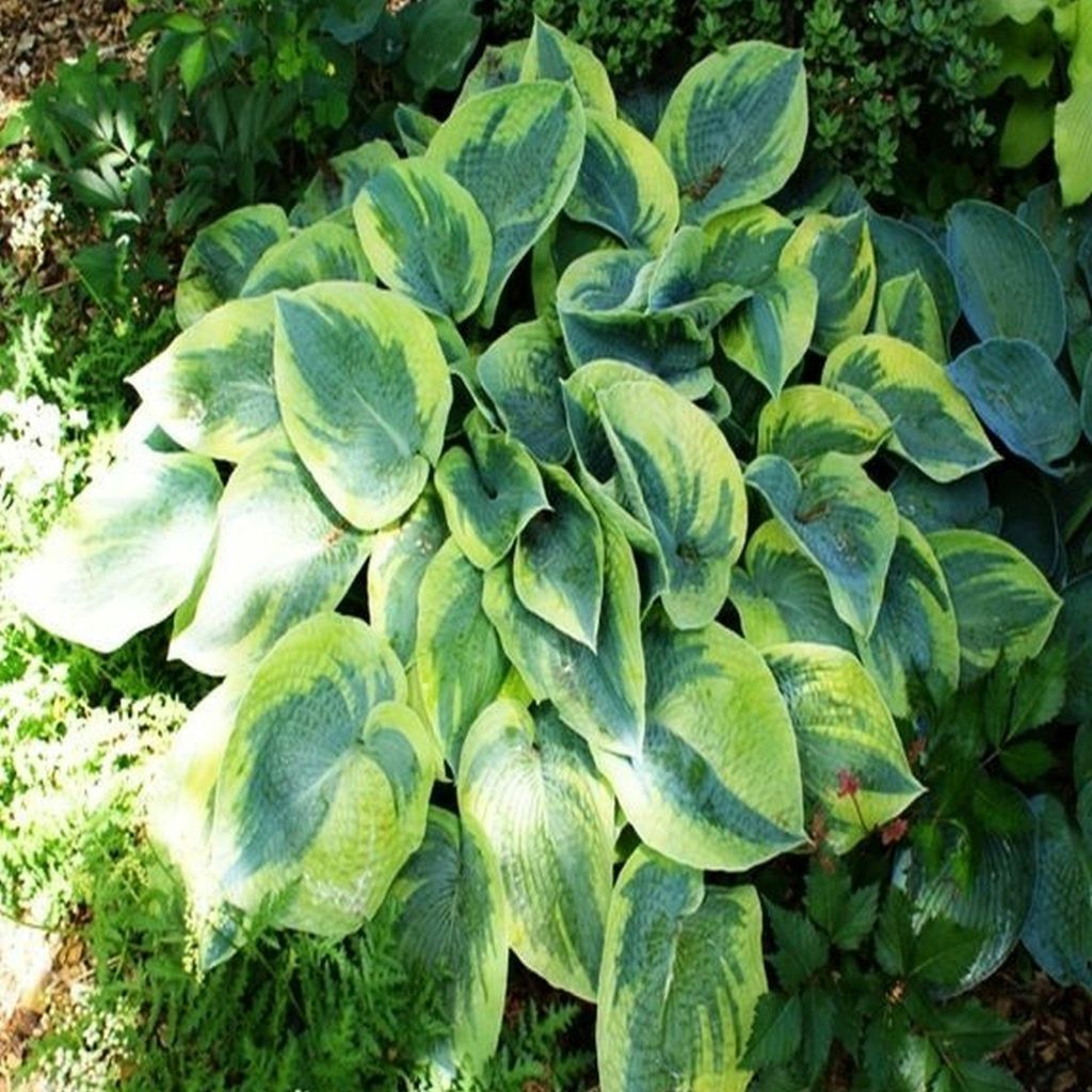 Funkie Hosta Knolle Zierblätter Schattenpflanzen Funkie Produktbild 