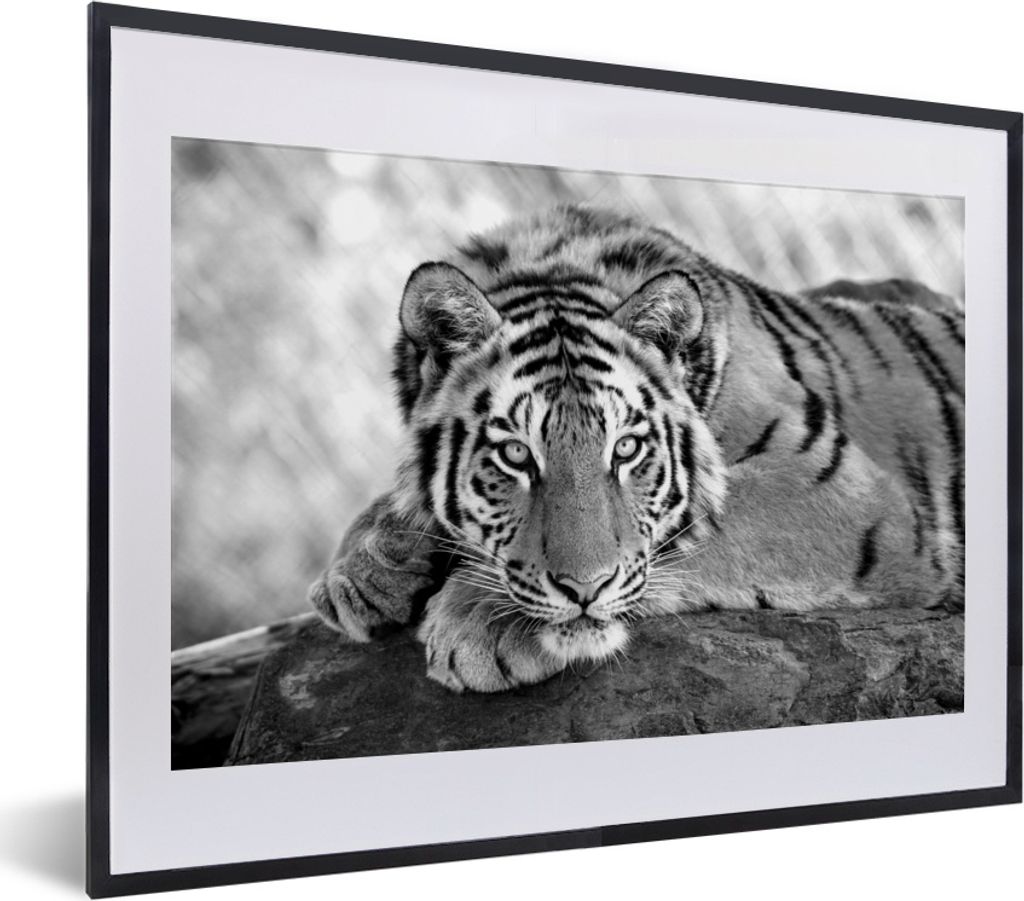 MuchoWow MuchoWow Gerahmtes Poster Tiger - Baum - Schwarz - Weiß 40x30 cm - Poster mit zchwarzem Bilderrahmen - Bilderrahmen - Poster im Rahmen