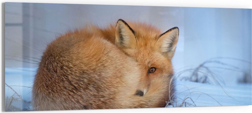 DEQORI Glasbild Echtglas 150x60 cm 'Schüchtener Fuchs' Wandbild Bild modern Deko