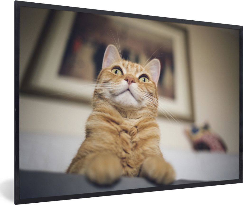 MuchoWow MuchoWow Gerahmtes Poster Katze - Bank - Orange 60x40 cm - Poster mit zchwarzem Bilderrahmen - Printing - Wanddeko Schlafzimmer