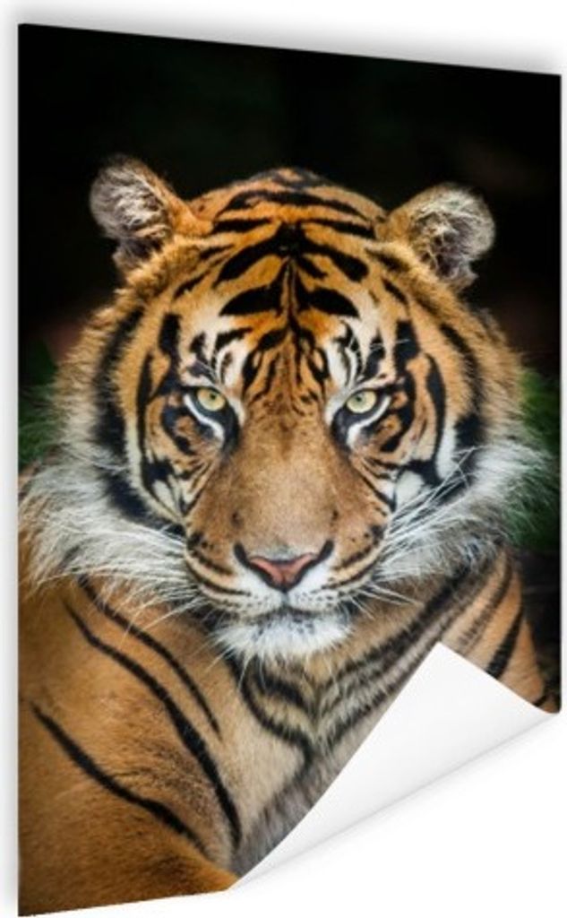 MuchoWow Poster Tiger - Liegend - Schwarz 120x180 cm - Kunstposter