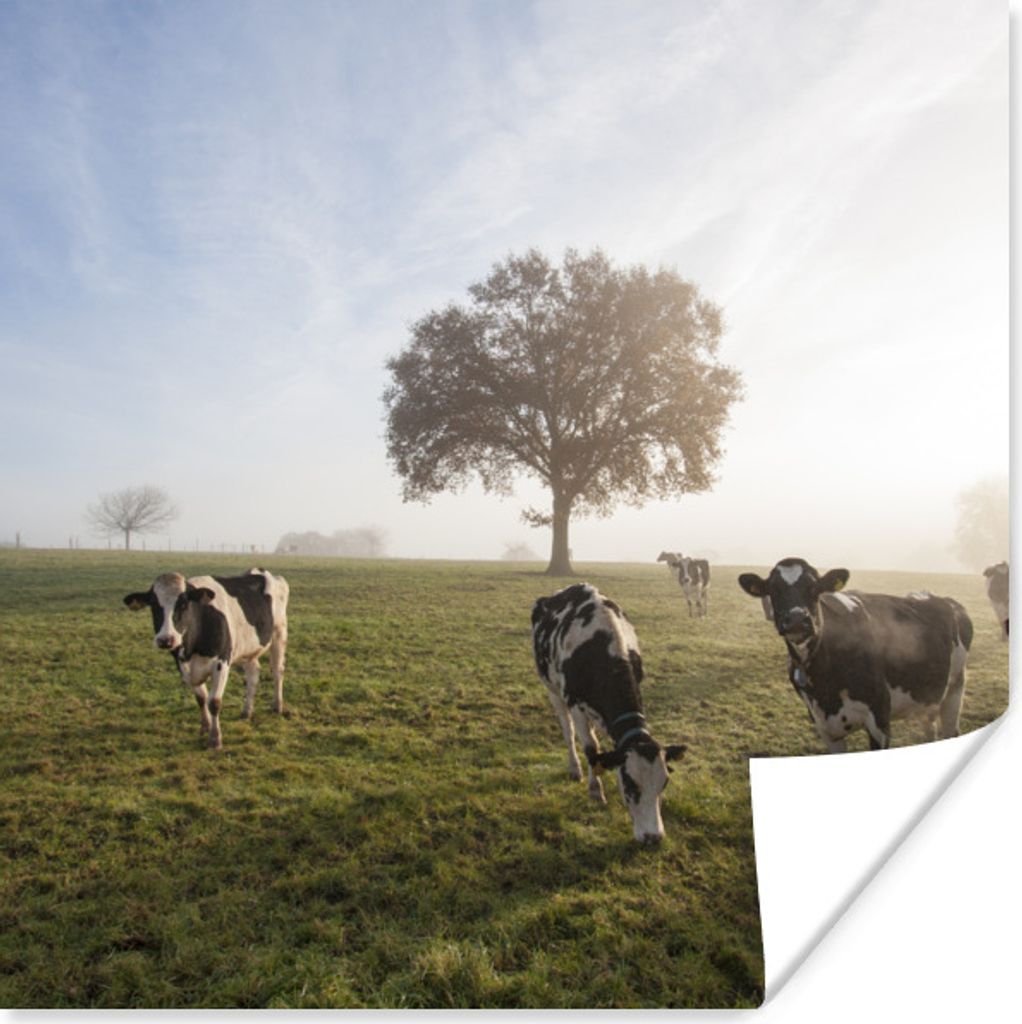 MuchoWow Poster Kühe - Licht - Nebel 50x50 cm - Wohnzimmerdekoration