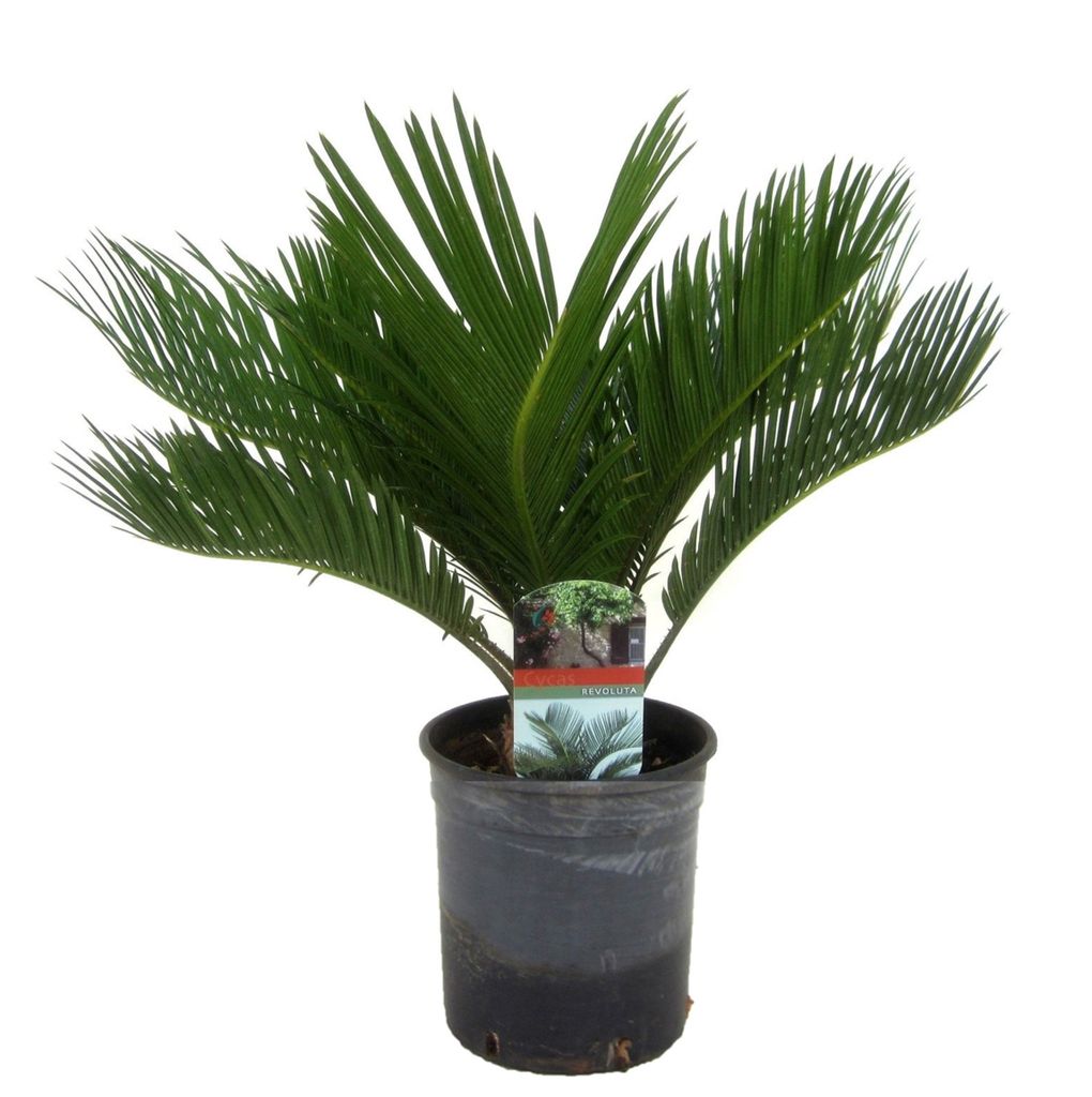 plant in a box - cycas revoluta - japanischer steinpflanzen palmfarn - topf  15cm - höhe 45-60cm - zimmerpflanze