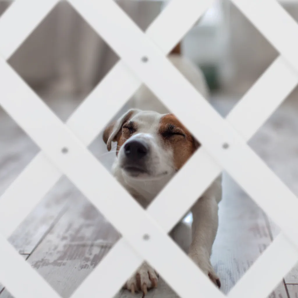 Barrière chiens sans perçage blanche, Grille de séparation extensible