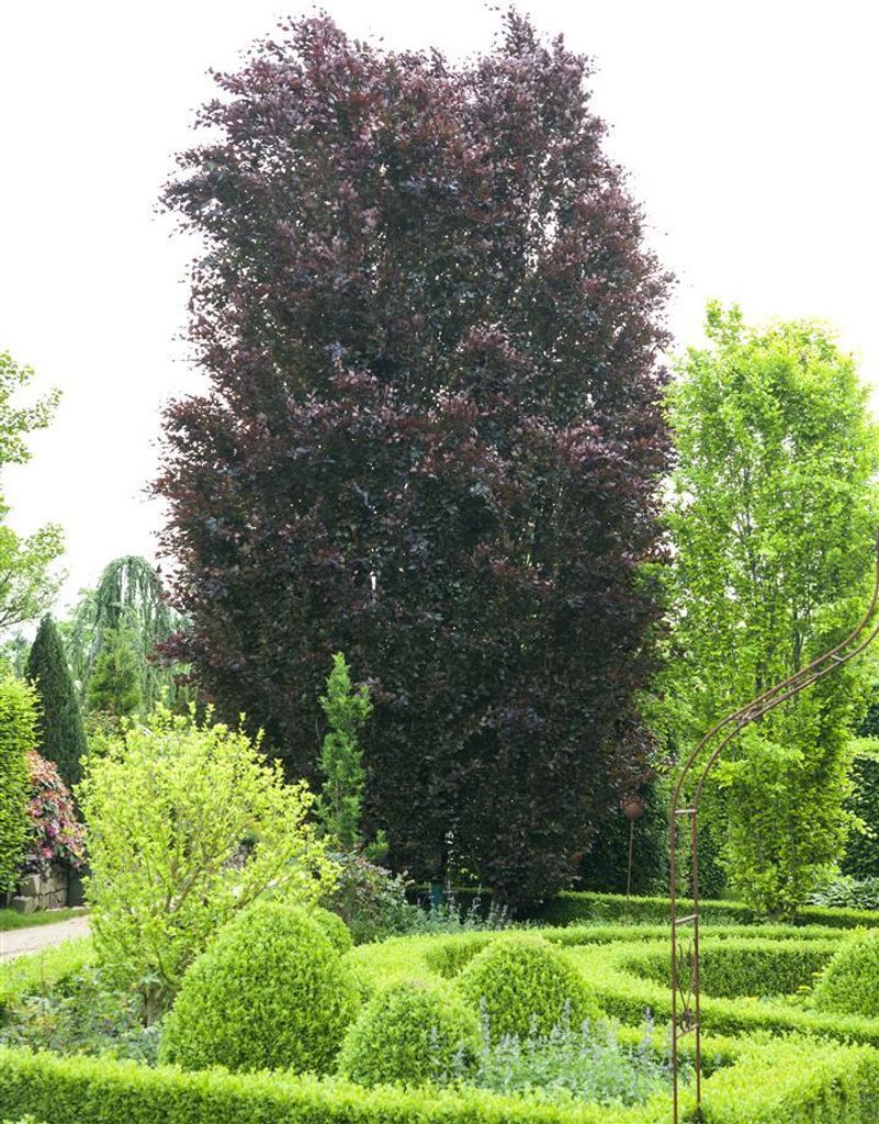 Fagus sylvatica 'Purpurea', Rotbuche, purpurrot, 20–30 cm