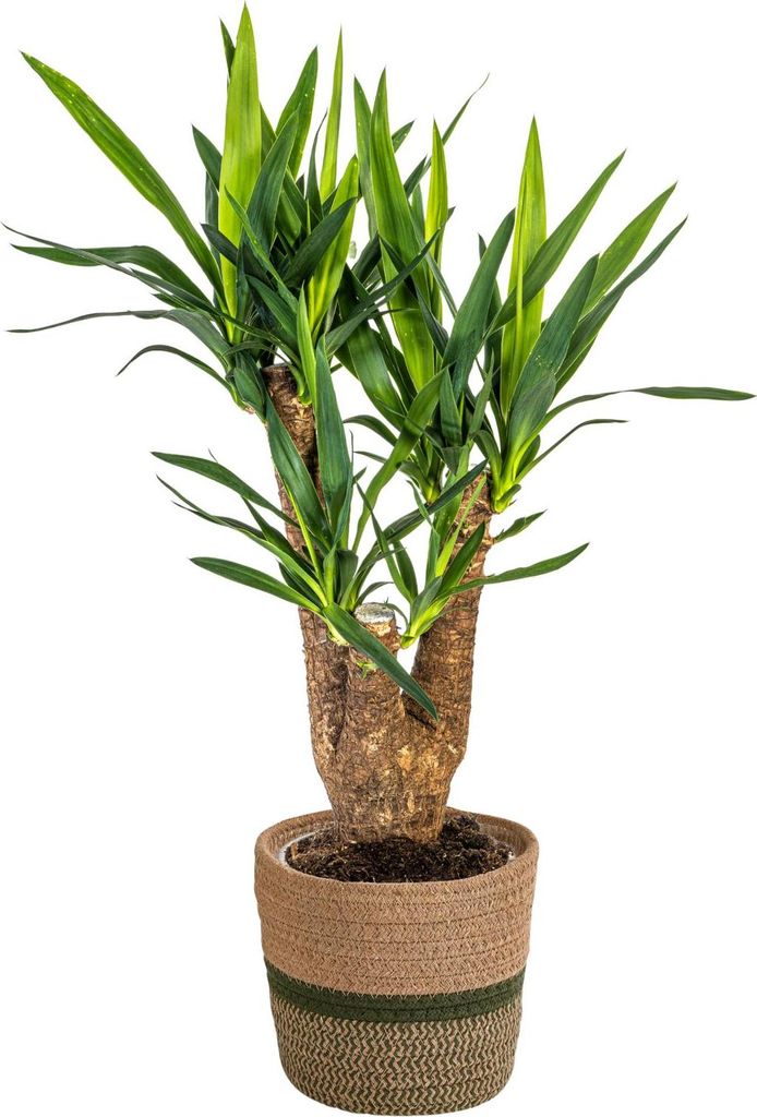 Yucca Elephantipes Verzweigt mit Korb – Höhe 60–70cm – Ø21cm – Pflegeleichte Zimmerpalme mit robustem Stamm – Stilvolle, luftreinigende...