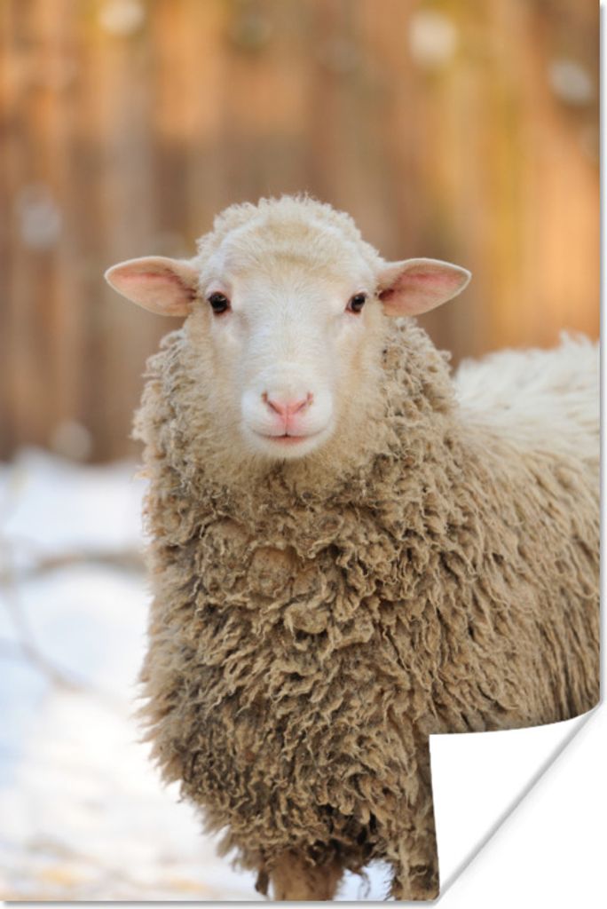 MuchoWow Poster Schafe - Schnee - Wolle 60x90 cm - Wanddekoration