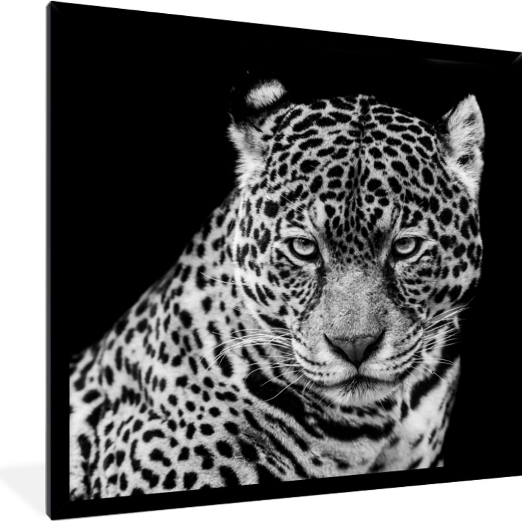 MuchoWow Gerahmtes Poster Leopard - Tiere - Schwarz - Weiß - Porträt 40x40 cm - Poster mit Schwarzem Bilderrahmen Wandposter Rahmen Foto Bilder...