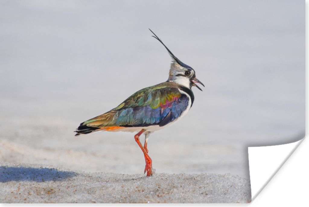 MuchoWow Poster Vogel - Tiere - Sand - Kiebitz 120x80 cm - Bilder