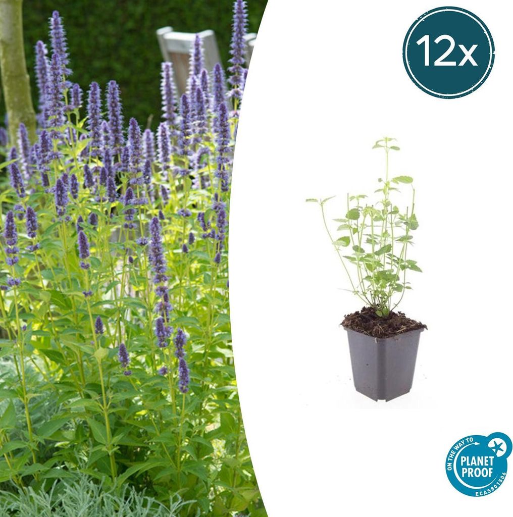 Zierstaude – Duftende Minze – Agastache rugosa 'Black Adder' – 9-cm-Topf – 12er-Set