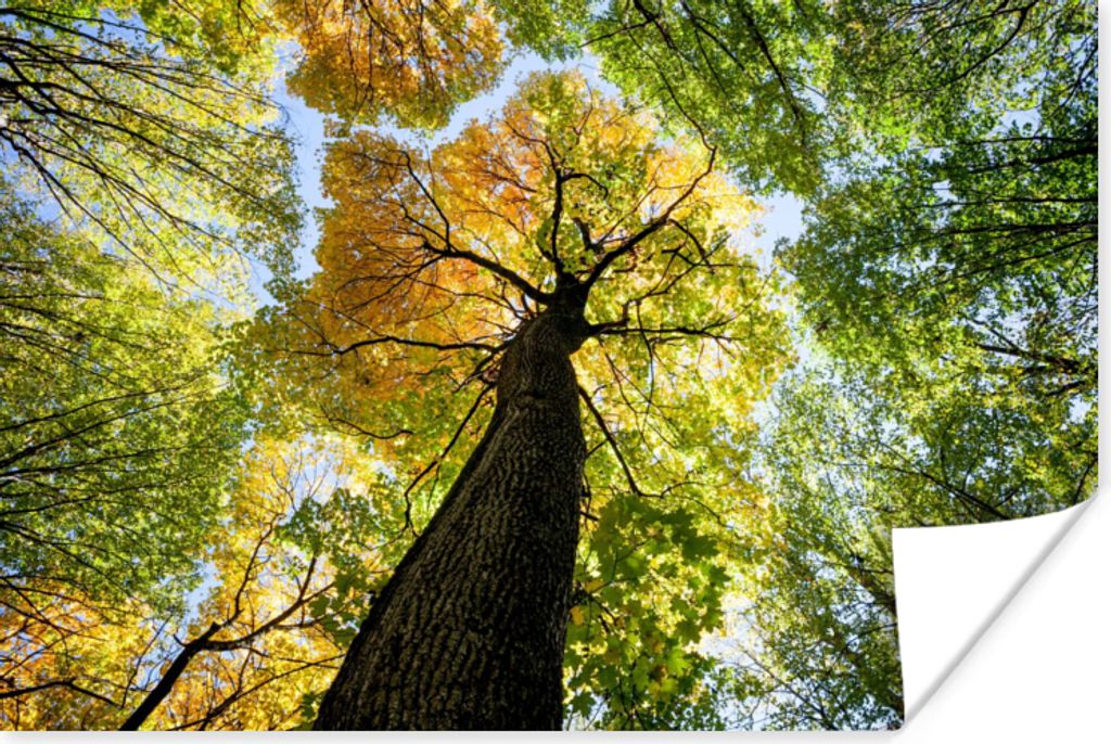 MuchoWow Poster Baum - Natur - Wald 180x120 cm - Fotoplakat