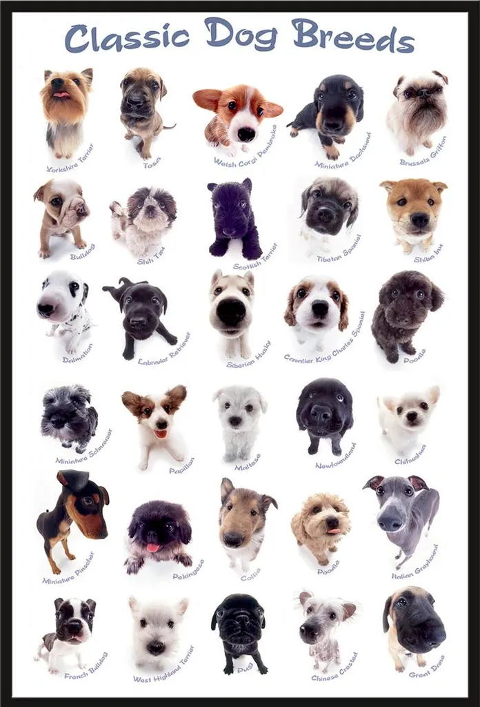 Poster races de chiens Shinsuke avec cadre noir maxi en plastique