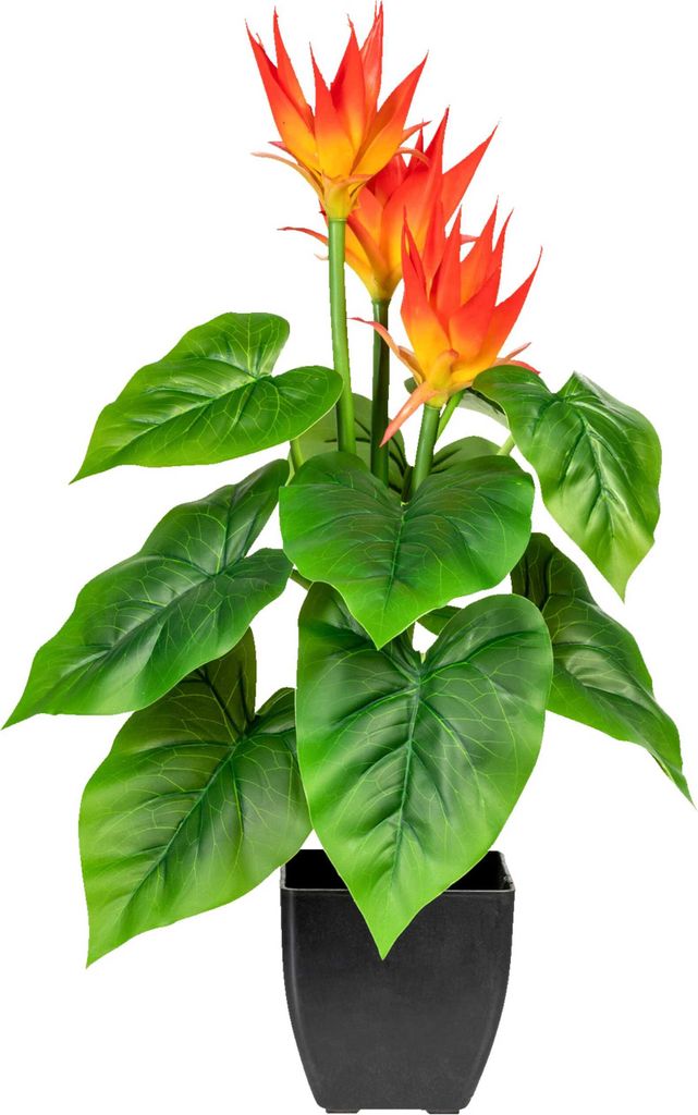 Kunstpflanze Guzmania Höhe: 58 cm grün Produktbild 