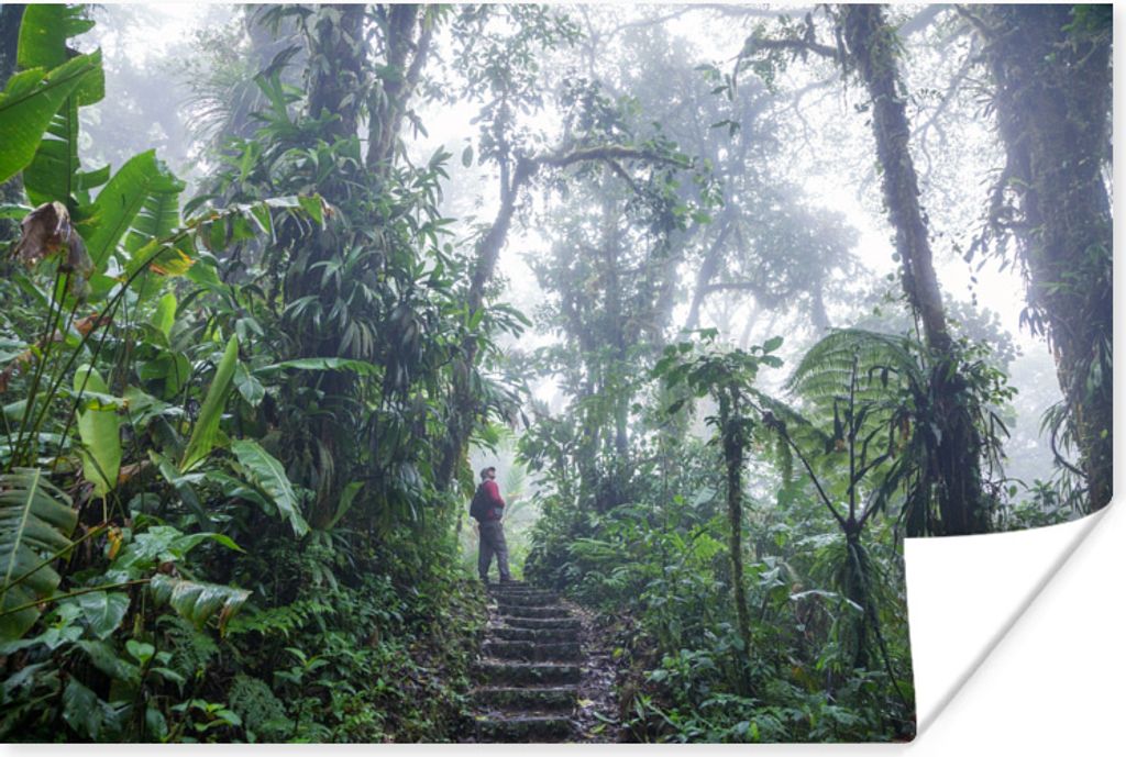 MuchoWow Poster Eine Treppe durch den nebligen tropischen Regenwald von Costa Rica 90x60 cm - Schlafzimmer