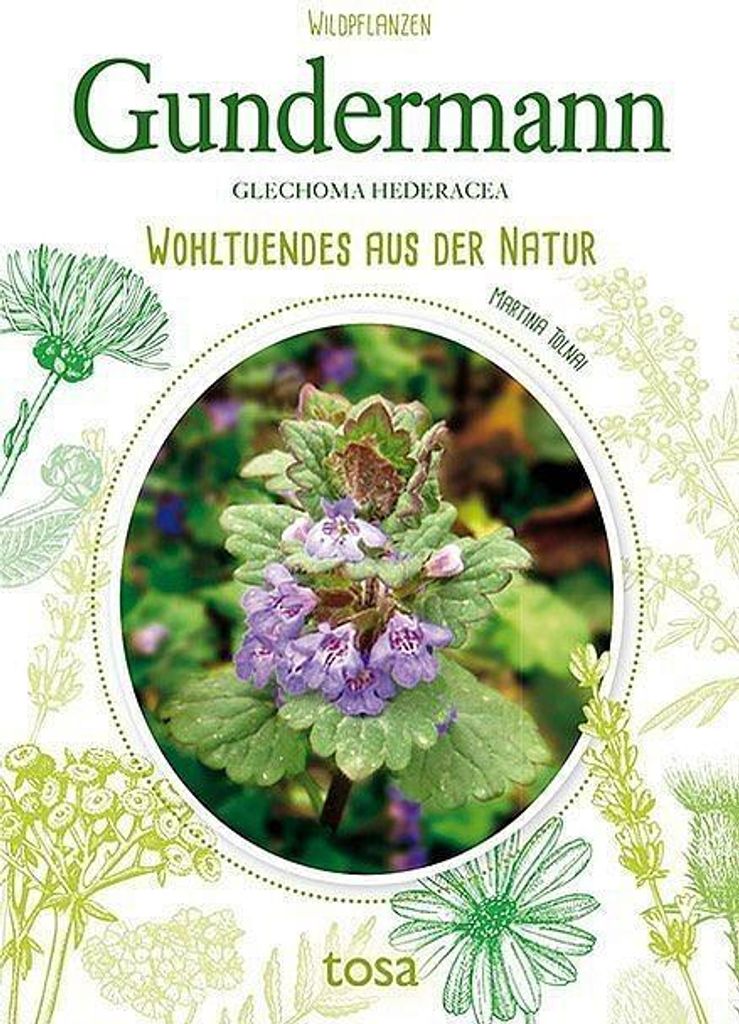 Gundermann - Glechoma Hederacea