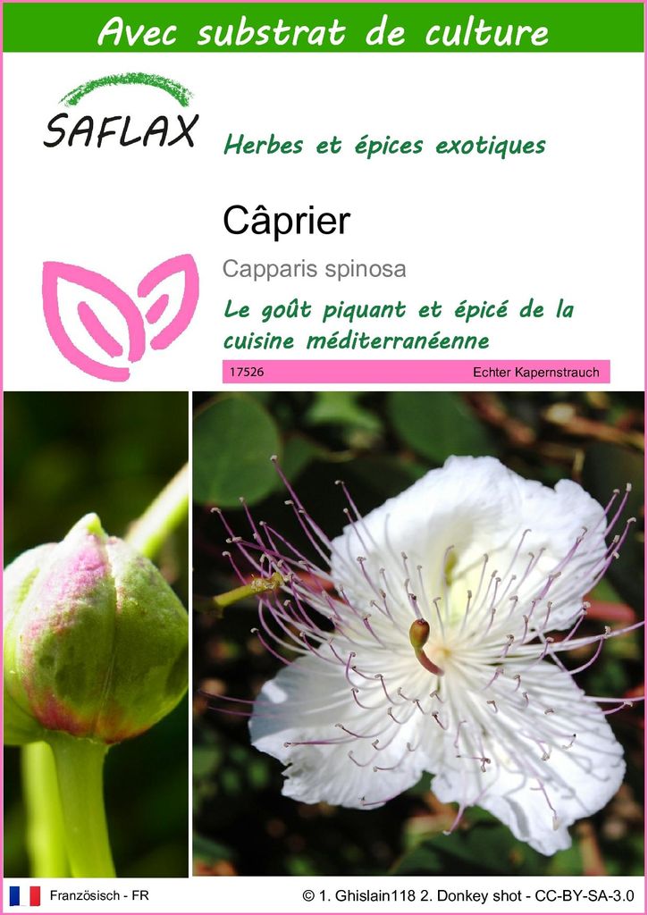 SAFLAX  - Câprier - 25 graines - Avec substrat - Capparis Image du produit 