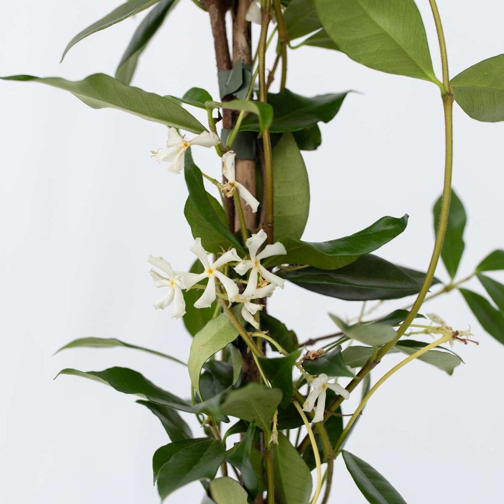 Sternjasmin - 2 Stk - Trachelospermum jasminoides - Höhe Produktbild 3