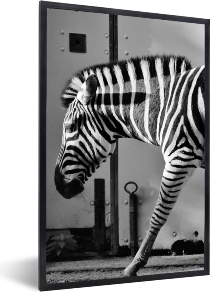 MuchoWow Gerahmtes Poster Zebra - Wand - Tür - Tiere - Schwarz und weiß 20x30 cm - Poster mit Schwarzem Bilderrahmen Wandposter Rahmen Foto Bil...