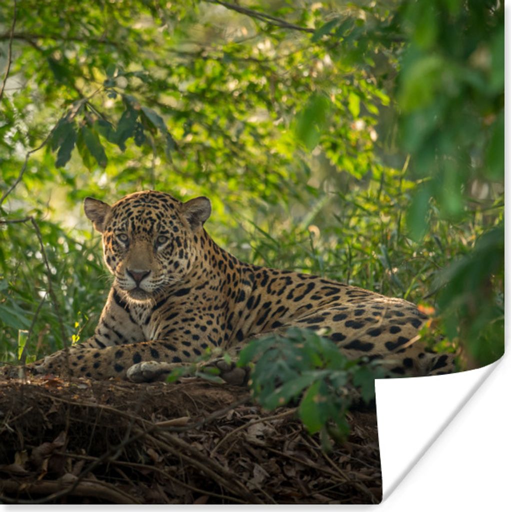 MuchoWow Poster Jaguar im Dschungel 75x75 cm - Wand Dekoration