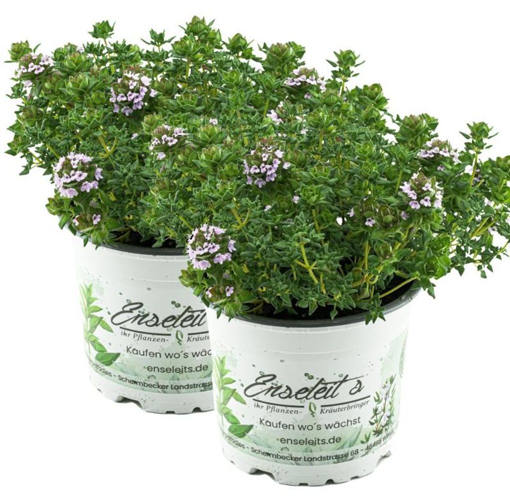 Enseleits 2er Set Thymus serpyllum 'Creeping Red', Teppichthymian