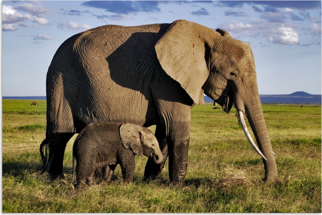 MuchoWow Poster Elefant - Tiere - Grasland - Grün - Grau 60x40 cm - Schlafzimmerdekoration