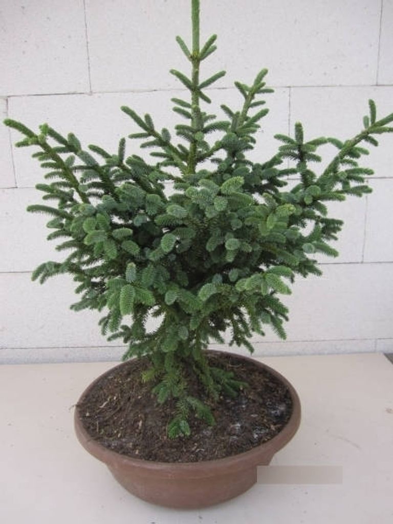 Picea likiangensis Purpurea - Blaugrüne Zapfenfichte - 30-40