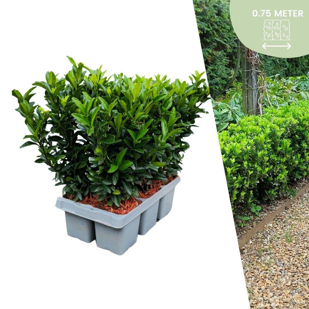 Plants by Frank | 6 Grüne Spindelstrauch Pflanzen | Euonymus Japonicus 'Green Spire' | Heckenpflanzen | Gartenpflanzen