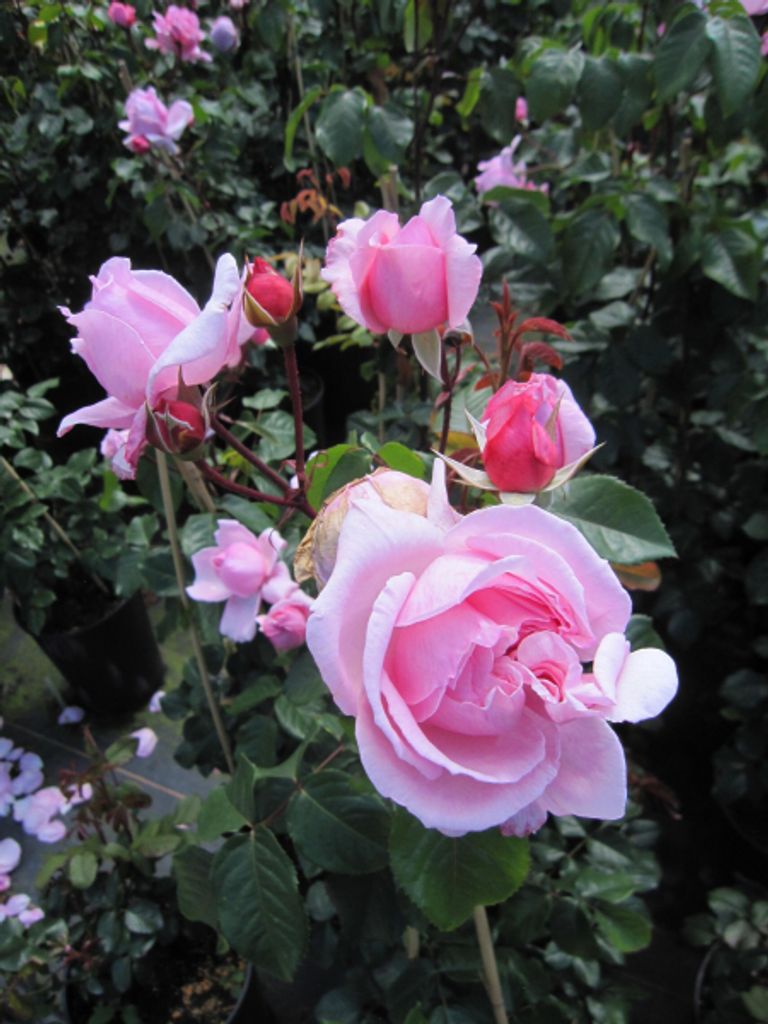 Rose Kiss me Kate - Kletterrose Kiss me Kate