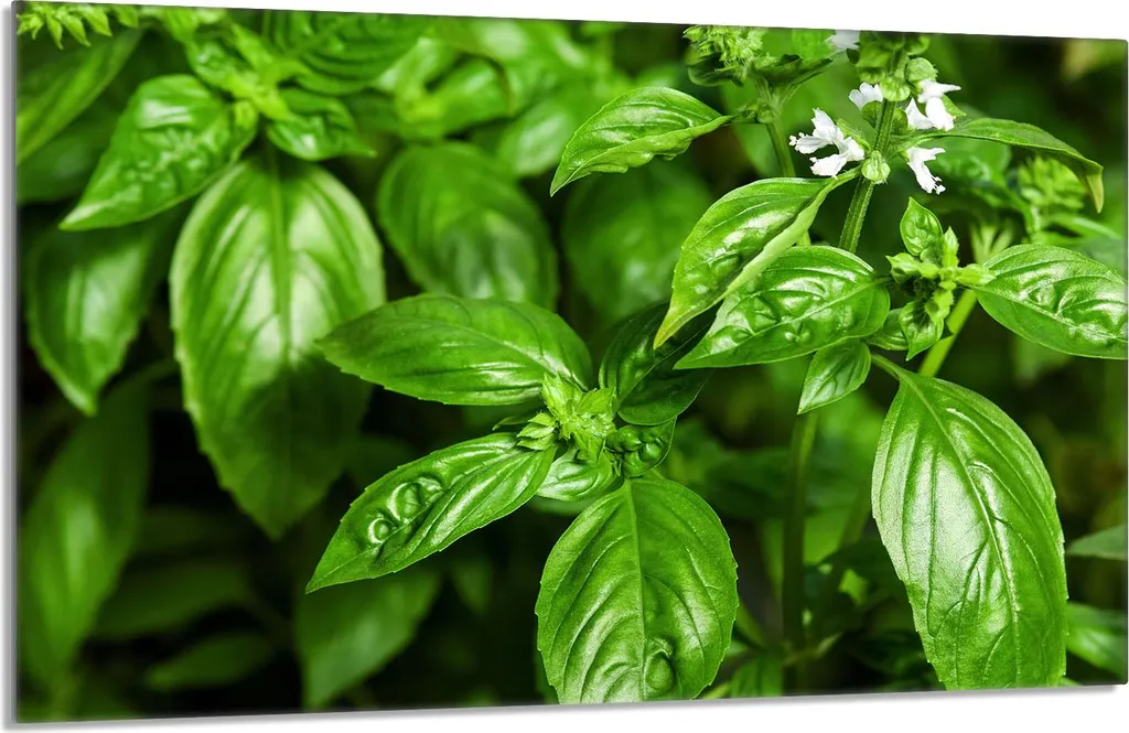 Copertura Piano Cottura 80x52 Verde Fogliame - Design Moderno 1 Pezzo