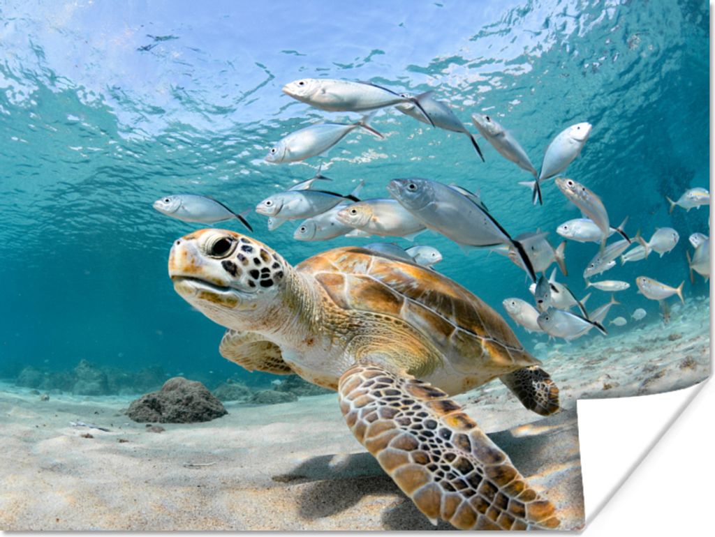 MuchoWow Poster Schildkröte - Fisch - Meer 40x30 cm - Plakate für die Wände - Poster Wohnzimmer