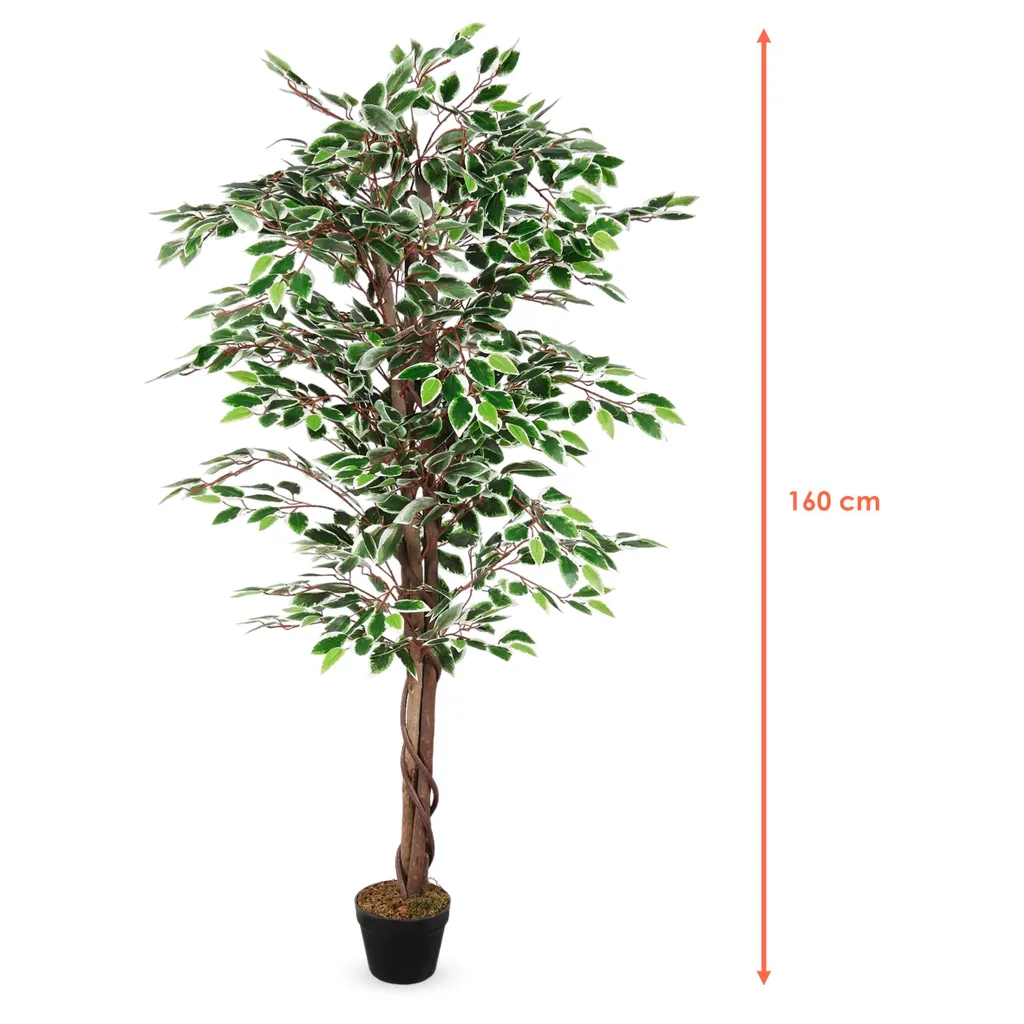 Plante verte pour salon et bureau - Benjamini 160 cm sans entretien