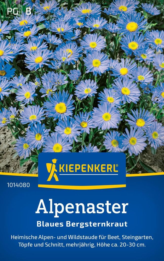 Kiepenkerl Alpenastersamen Blaues Bergsteinkraut Aster alpinus 30 Pflanzen