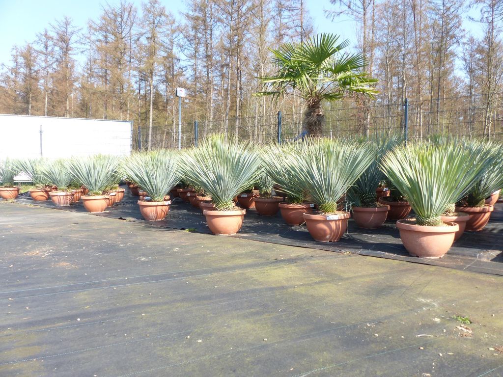Yucca Rostrata 80 - 100 cm in Bonsai Schale | winterhart |