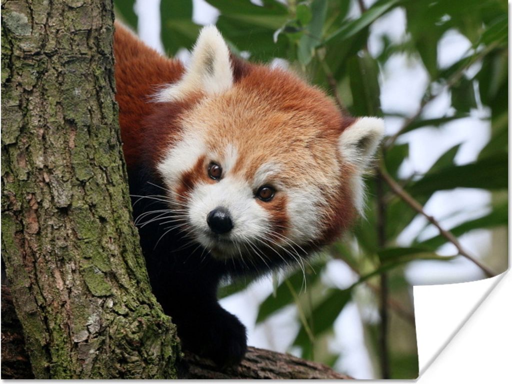 MuchoWow Poster Roter Panda - Blätter - Baum 40x30 cm - Plakate für die Wände - Poster Wohnzimmer