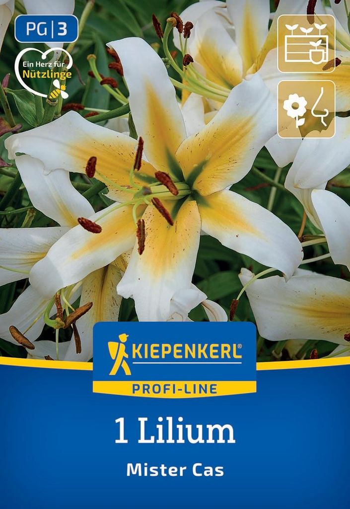 Kiepenkerl Baum-Lilie Mister Cas Lilium x Hybrida 1 Pflanze