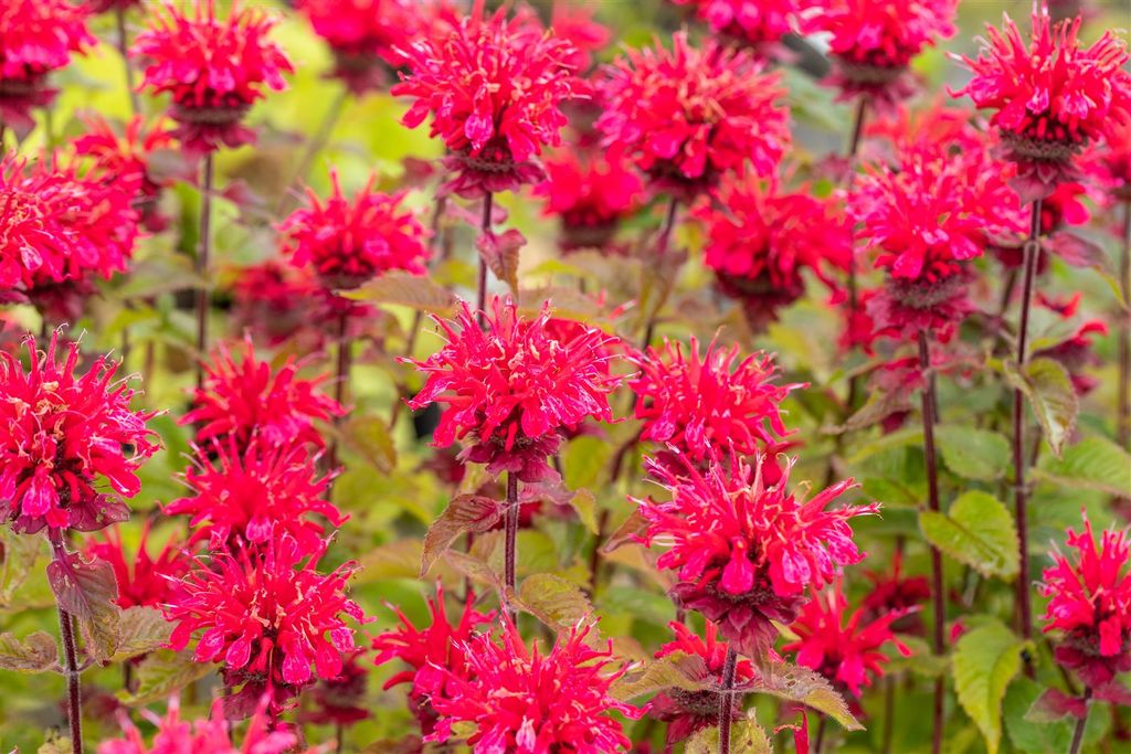 GartenIndianernessel 'Cambridge Scarlet' Kaufland.de